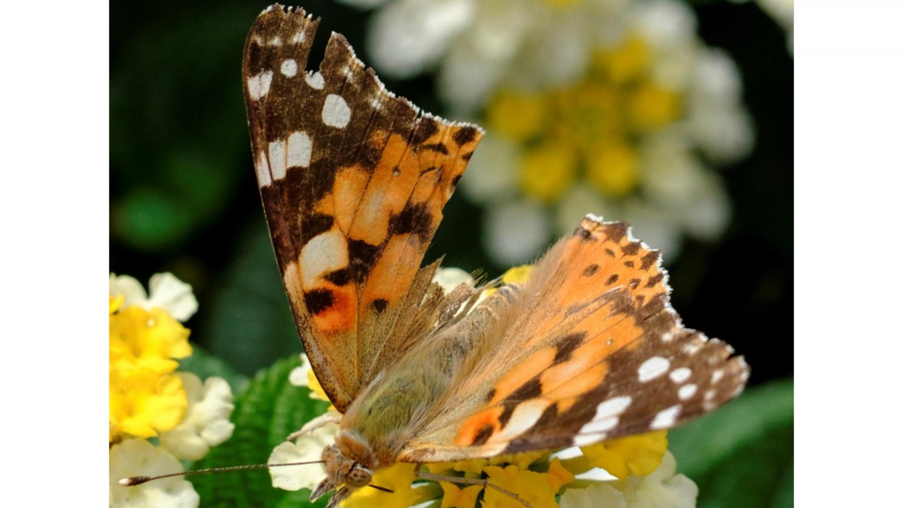 Ejemplares de la mariposa Vanessa de los cardos (Vanessa cardui).